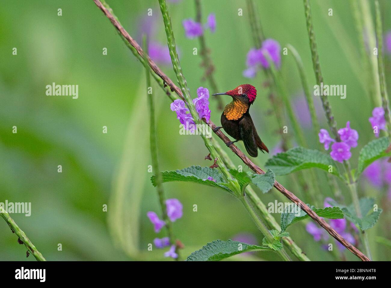 Ruby topaz Hummingbird (Chrysolampis moustiques) Trinité-et-Tobago avril Banque D'Images