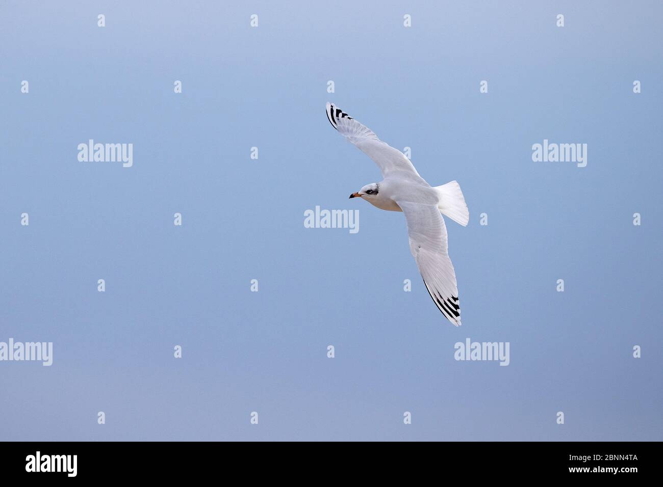 Guette méditerranéenne (Larus melanocephalus) en vol, Norfolk, Royaume-Uni, janvier Banque D'Images