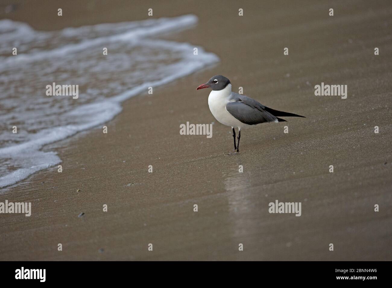 Rire (Larus atricilla) sur la plage, Trinité-et-Tobago, avril Banque D'Images