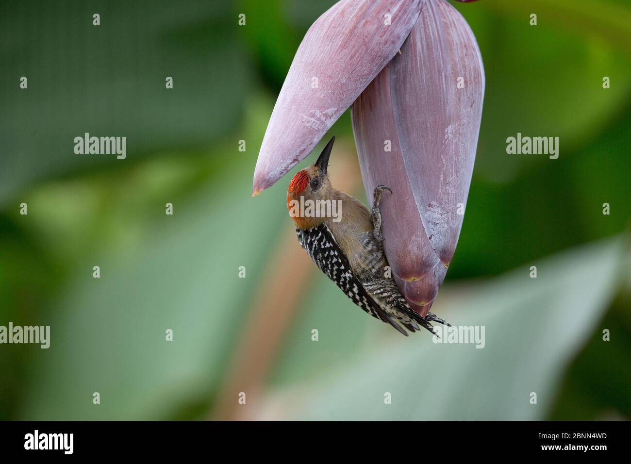 Pic à couronne rouge (Melanerpes rubricapillus) se nourrissant à grande fleur, Trinité-et-Tobago, avril Banque D'Images