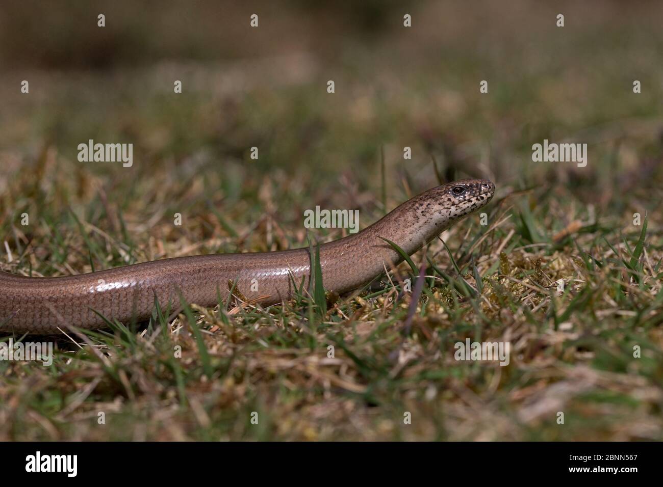 Le ver lent (Anguis fragilis) rampant le long de l'herbe, Norfolk UK April Banque D'Images