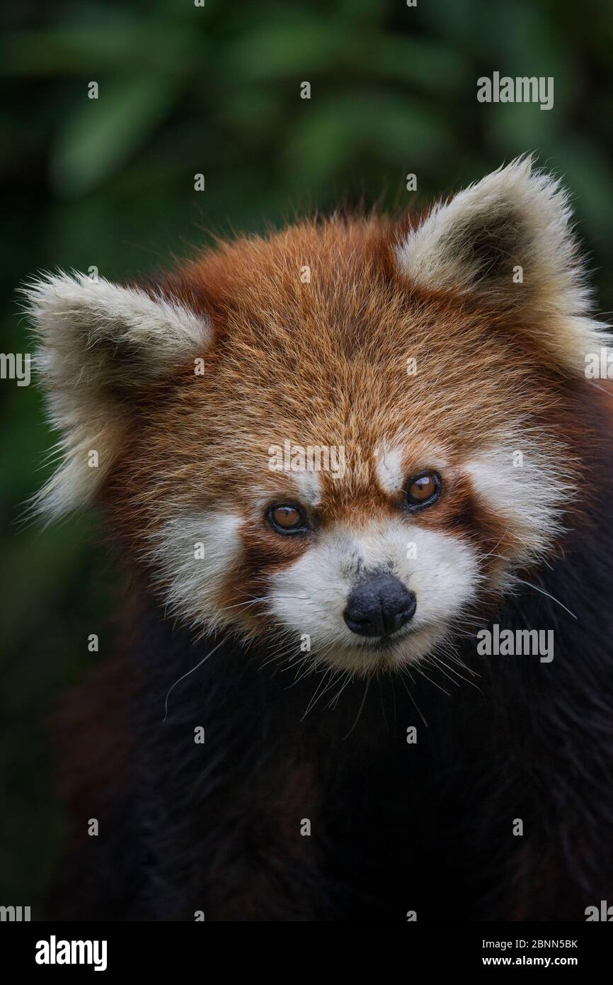 Panda rouge (Ailurus fulgens), captive se trouve en Chine Banque D'Images