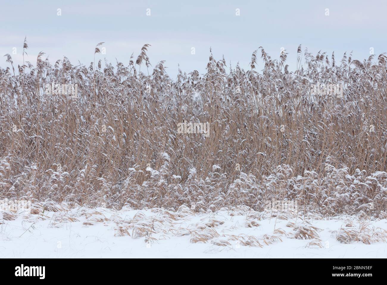Lit Reed dans la neige et le gel, Allemagne, janvier. Banque D'Images