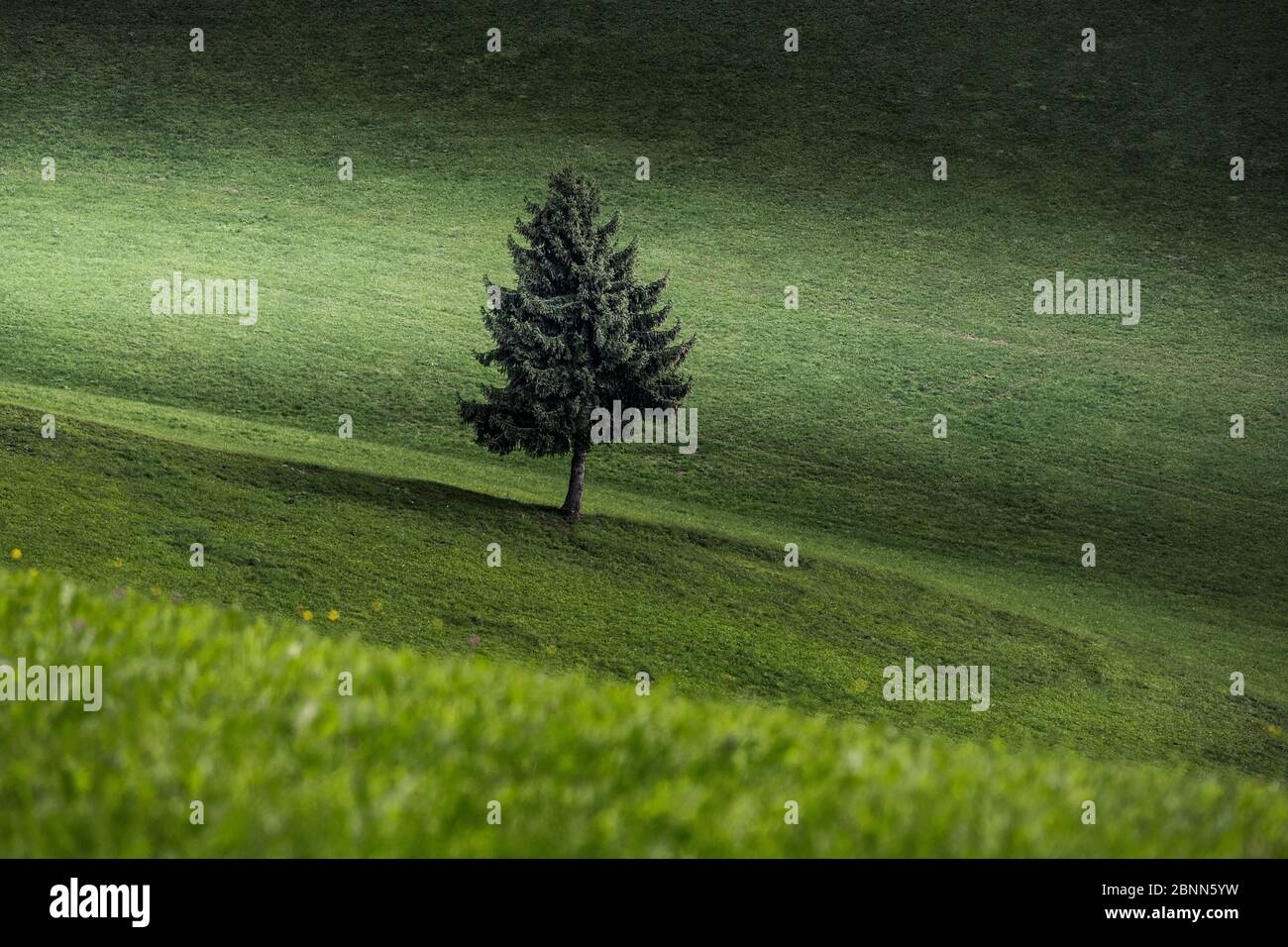 Arbre solitaire dans un pré, conifères, vert, prairie, paysage Banque D'Images