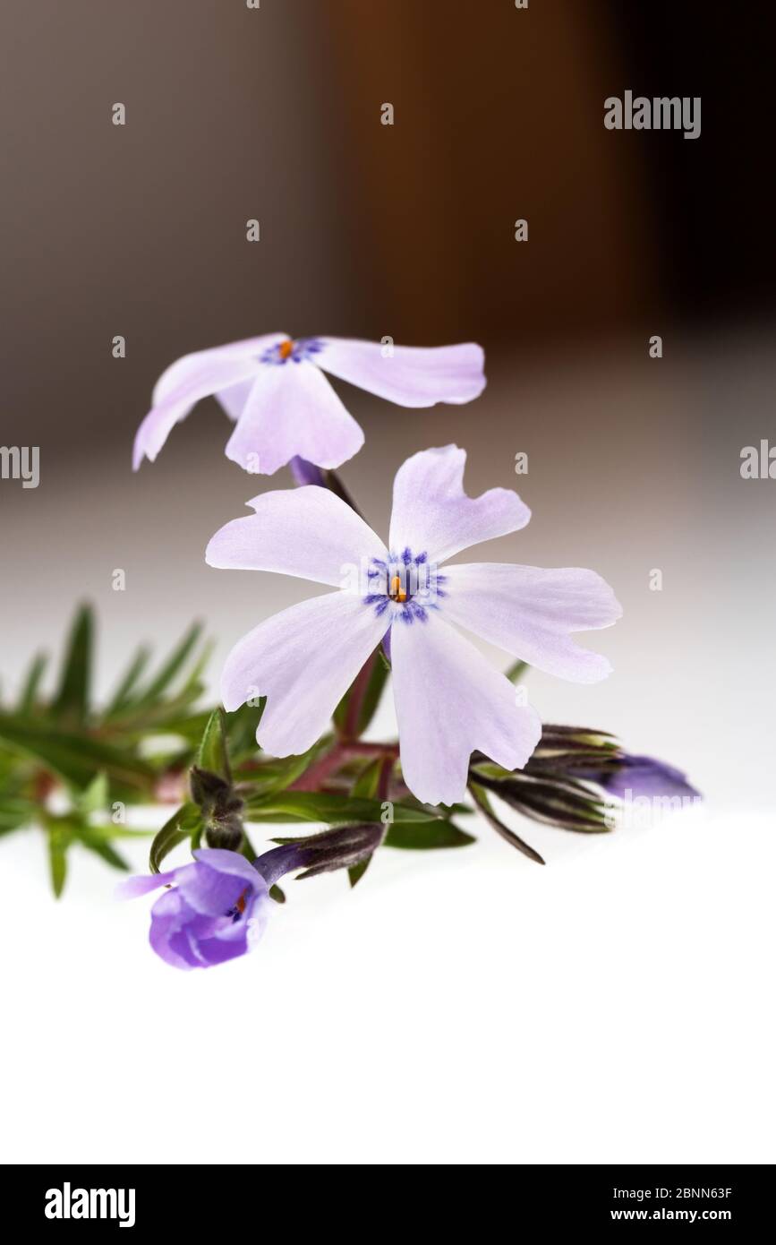 Un brin de Phlox (Phlox sususubulata) rampant sur fond blanc Banque D'Images