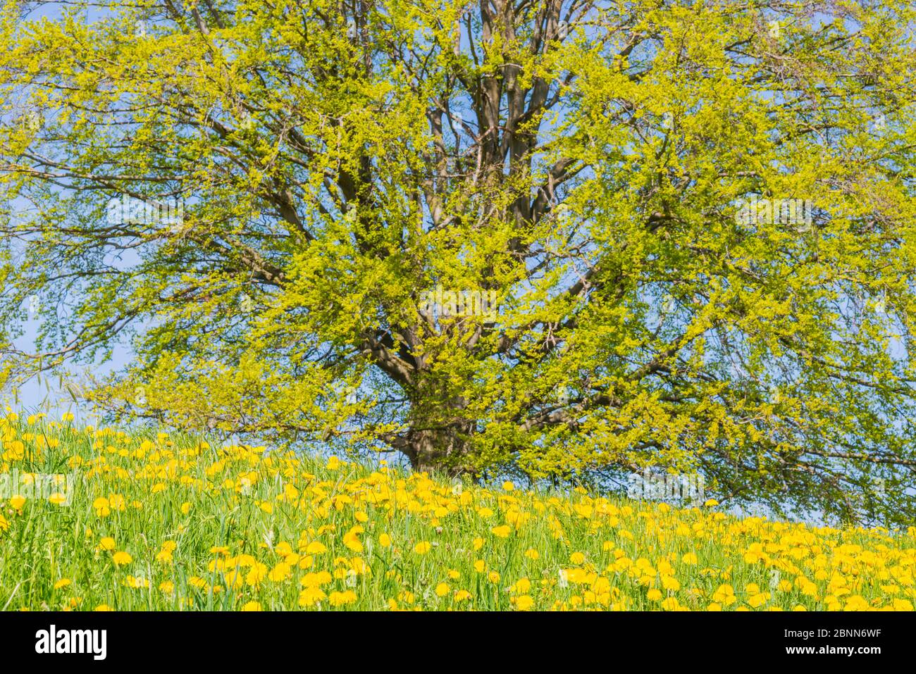 Hêtre européen (Fagus sylvatica) au printemps, arbre spécimen près de Rieden am Forggensee, Ostallgäu, Allgäu, Bavière, Allemagne, Europe Banque D'Images