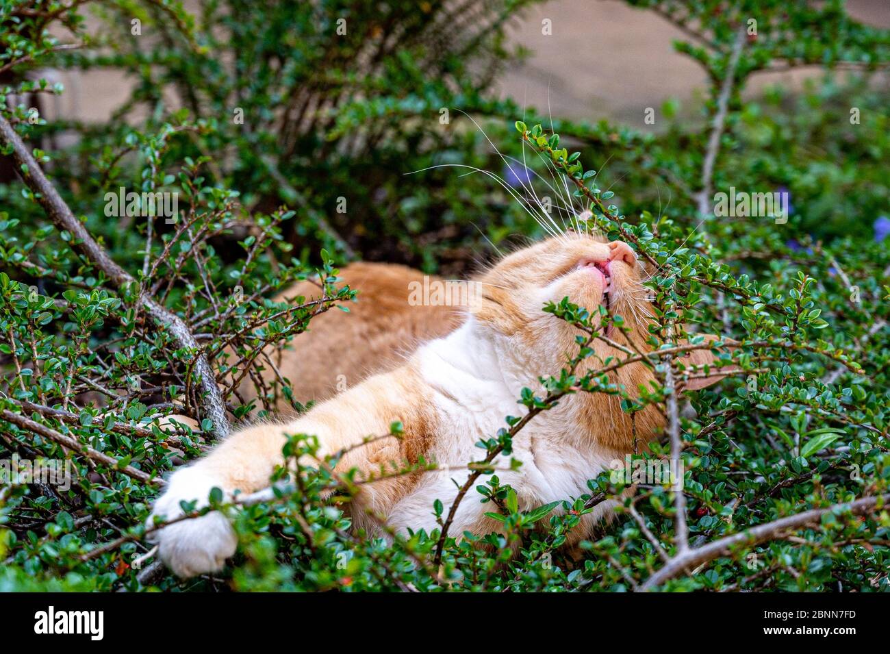 Le prédateur dans la cachette. Chat de gingembre domestique se cachant parmi les arbustes en attente de pigeons Banque D'Images