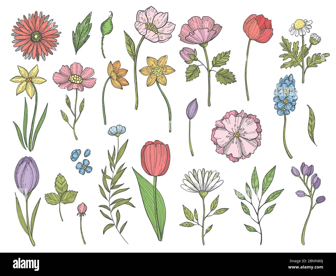 Plantes colorées. Illustrations vectorielles de diverses feuilles et fleurs Illustration de Vecteur
