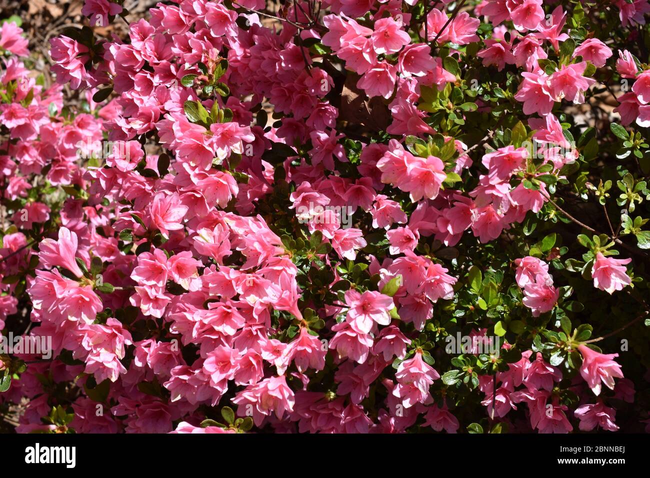 Des fleurs roses azalées dans Old Bridge, New Jersey, indiquent que le printemps a pris une forte pression ici. Banque D'Images