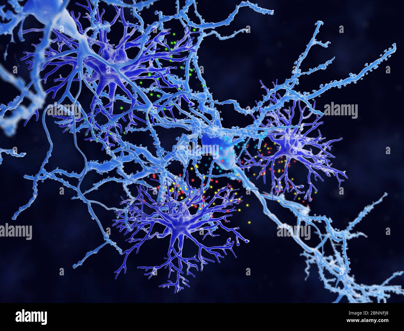 Illustration d'astrocytes protoplasmiques (violet). Les astrocytes sont un type de cellule gliale. Ils fournissent un soutien structurel et une protection aux neurones (cellules nerveuses, bleu) et leur fournissent également des nutriments et de l'oxygène. Les astrocytes sont subdivisés en types fibreux et protoplasmiques. Les astrocytes protoplasmiques sont présents dans la matière grise du cerveau et ont des processus relativement courts qui se rattachant aux corps cellulaires des neurones. Banque D'Images