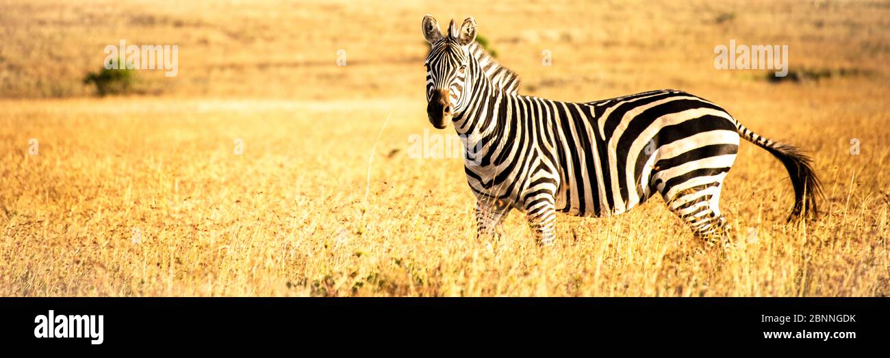 Zebra sur les plaines de savane du Kenya à l'heure d'or avant le coucher du soleil Banque D'Images