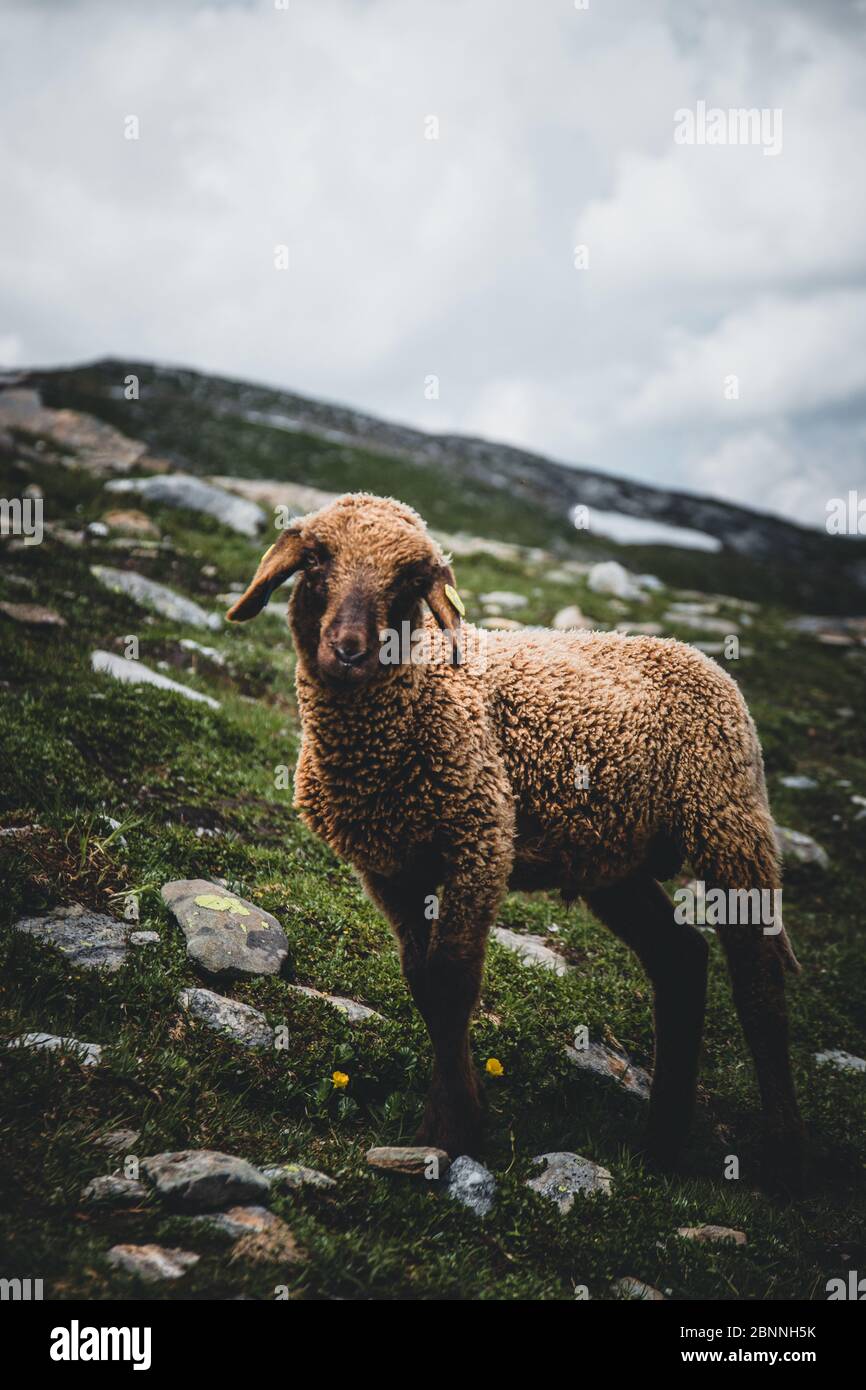 Autriche, Salzbourg, Kaprun réservoirs de haute montagne, prairie de montagne, moutons Banque D'Images