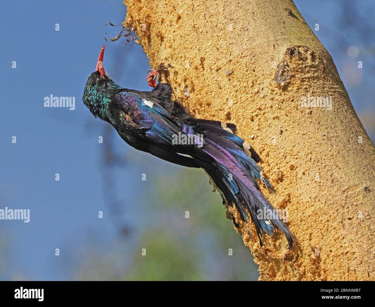 Vert irisé Bois-hoopée (Phoeniculus pureus) fourragent sur l'écorce d'Acacia à fièvre jaune )Vachellia xanthophloea) Lac Naivasha, Kenya, Afrique Banque D'Images