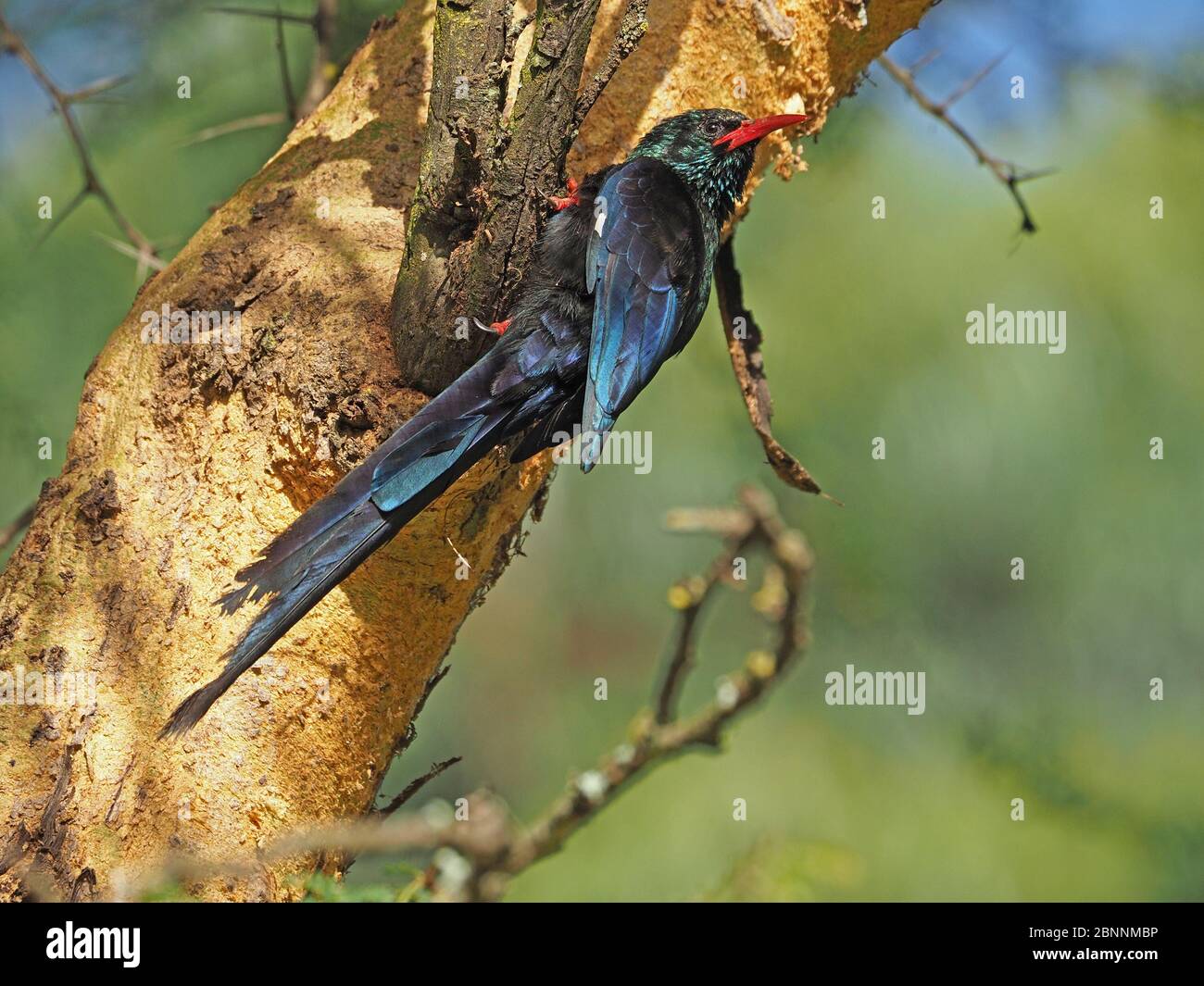 Vert irisé Bois-hoopée (Phoeniculus pureus) fourragent sur l'écorce d'Acacia à fièvre jaune )Vachellia xanthophloea) Lac Naivasha, Kenya, Afrique Banque D'Images