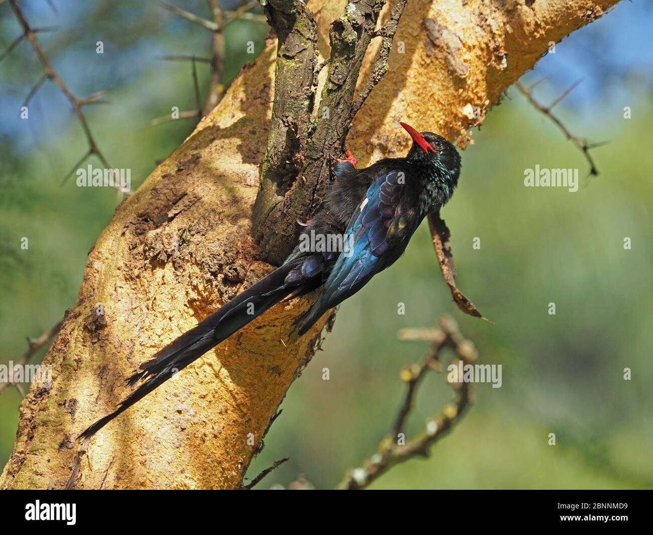 Vert irisé Bois-hoopée (Phoeniculus pureus) fourragent sur l'écorce d'Acacia à fièvre jaune )Vachellia xanthophloea) Lac Naivasha, Kenya, Afrique Banque D'Images