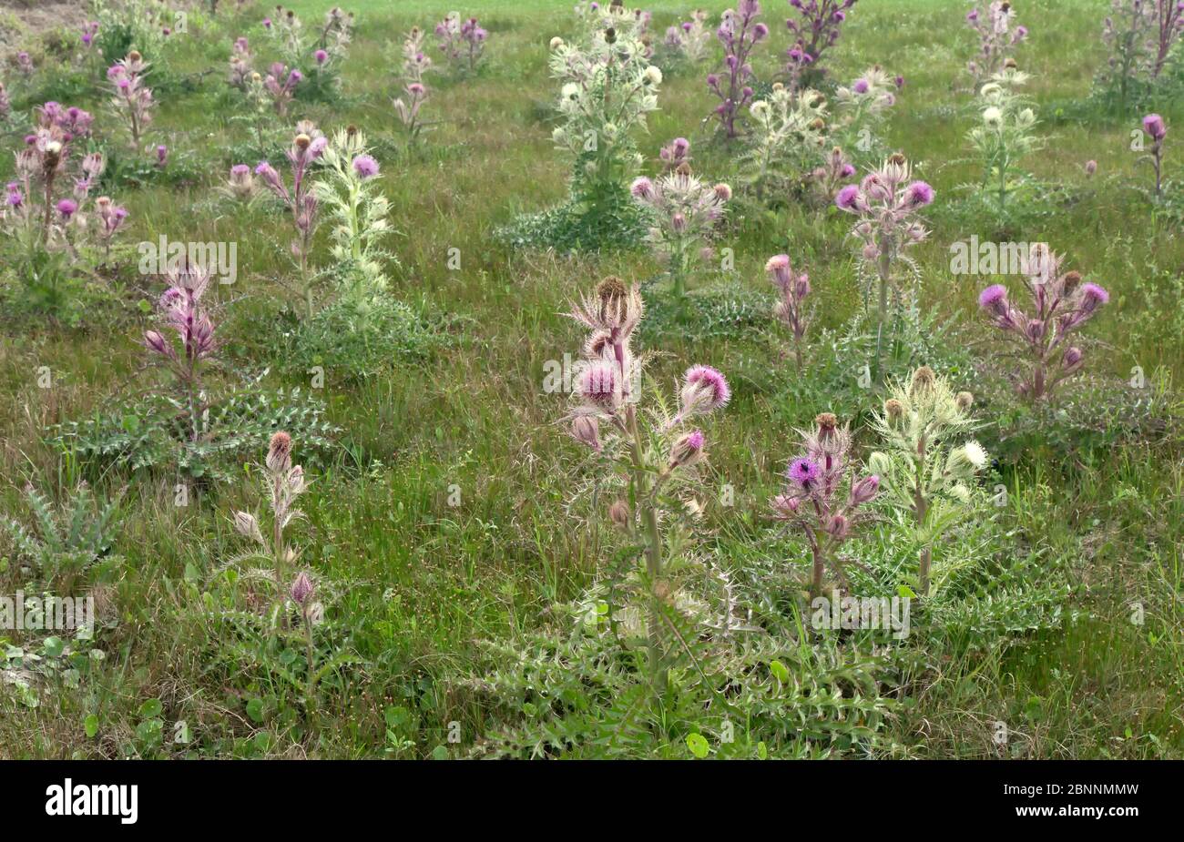 Thistles de taureau coloré (ou chardon jaune) 'Cirsium horridulum Michx', croissant dans le champ de pâturage. Banque D'Images