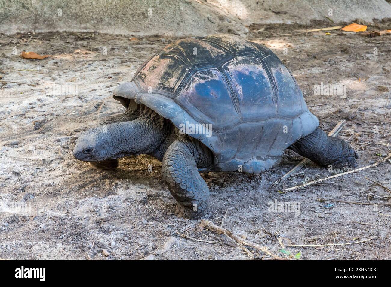 Enceinte avec tortue géante des Seychelles, tortue géante d'Aldabra (Aldablabchelys gigantea), ferme de l'Union Estate, île de la Digue, Seychelles, Banque D'Images