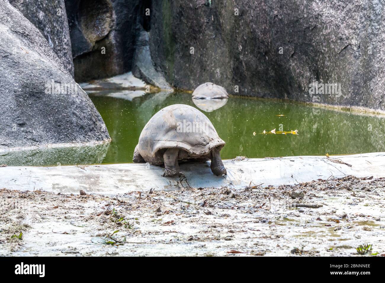Enceinte avec tortue géante des Seychelles, tortue géante d'Aldabra (Aldablabchelys gigantea), ferme de l'Union Estate, île de la Digue, Seychelles, Banque D'Images