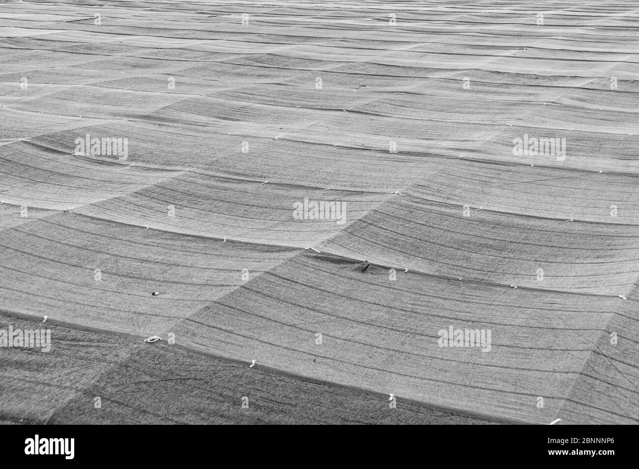 Filet d'ombre agricole utilisé dans les plantations de thé vert de Fuji City, préfecture de Shizuoka, Japon. Vue perpendiculaire. Tir horizontal. Banque D'Images