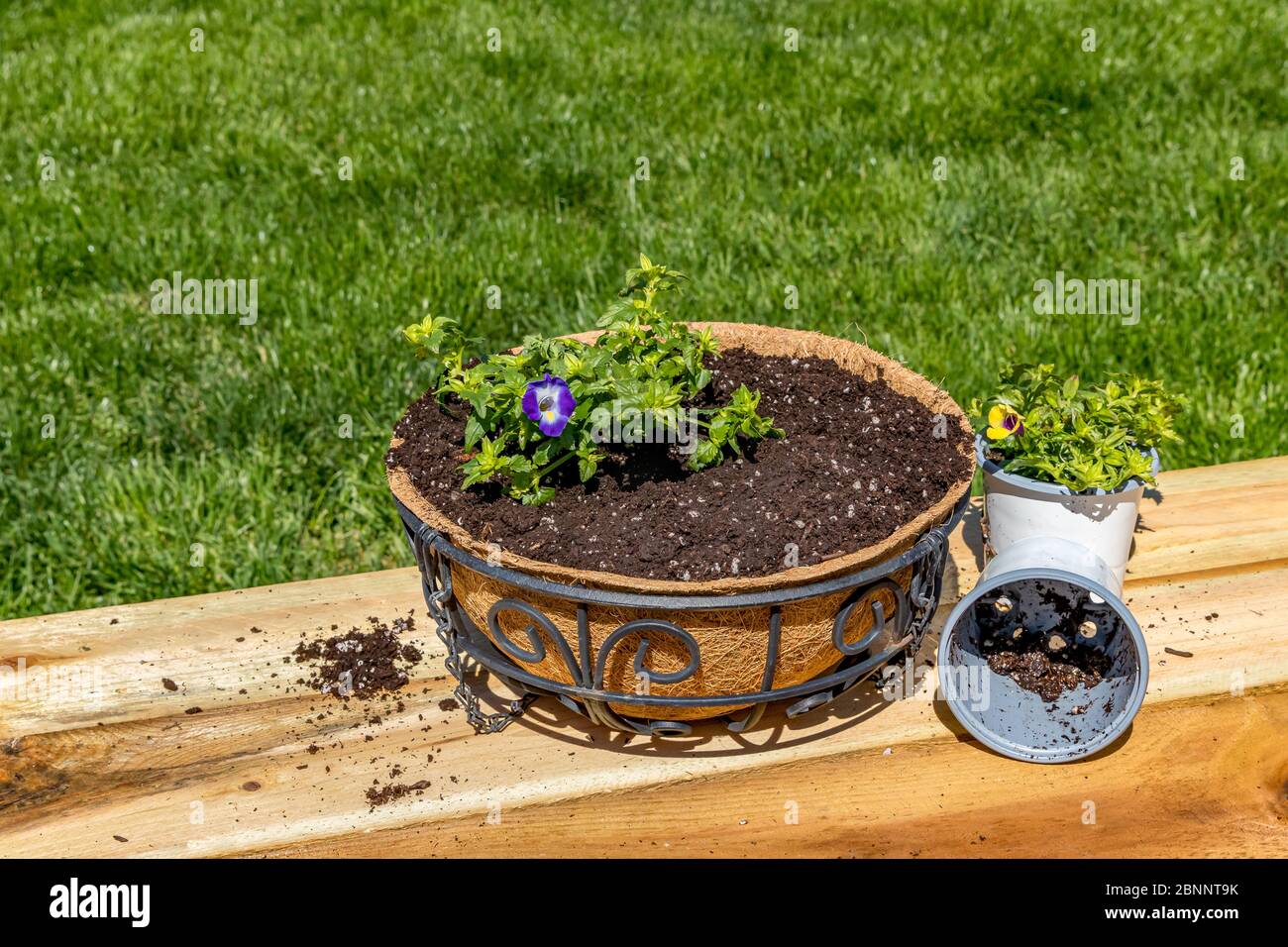 Plantation de fleurs de torénia violet dans un pot suspendu avec doublure de noix de coco. Concept de jardin de fleurs de pollinisateur de cour, activités de loisir et de loisir Banque D'Images