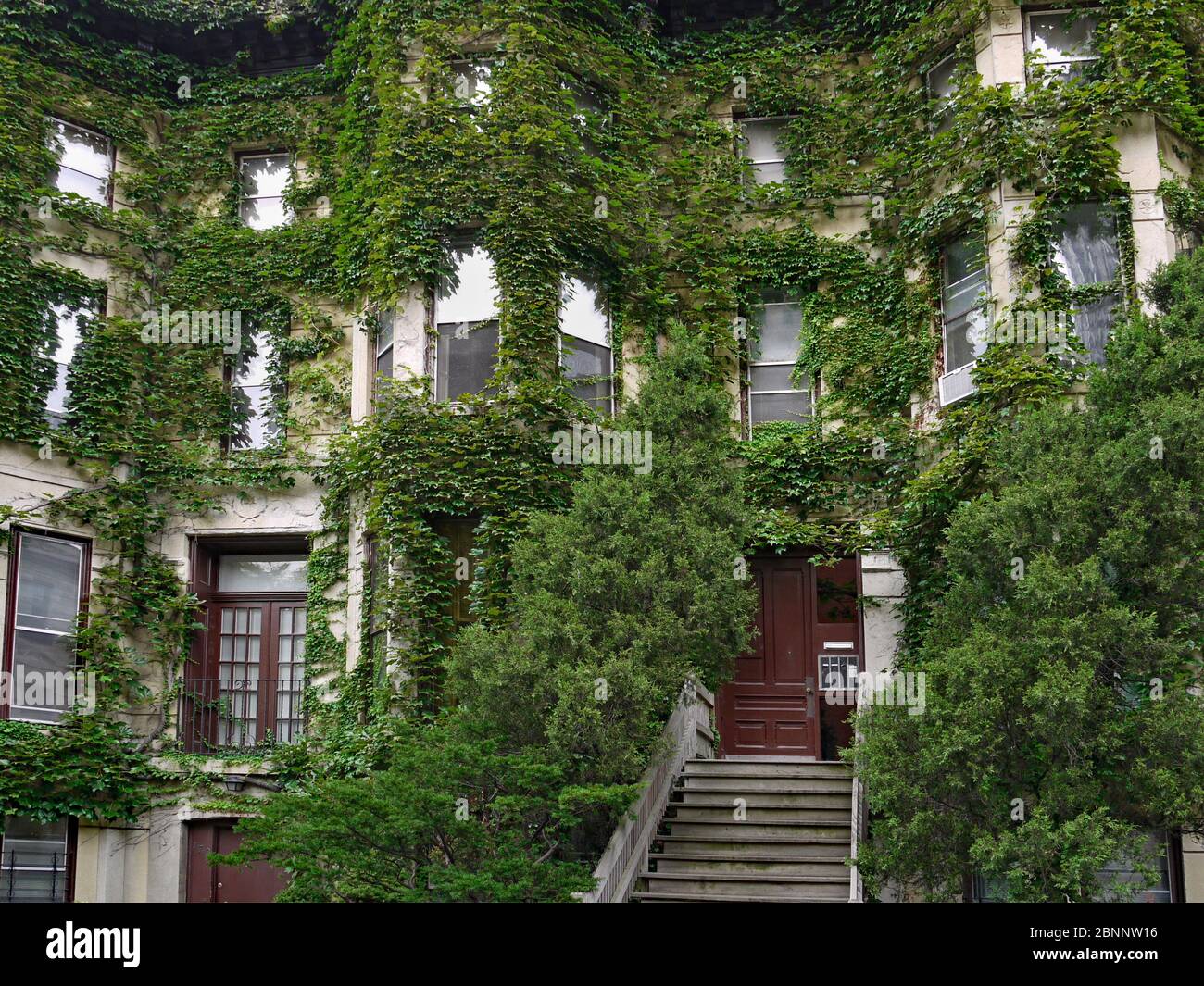 Ivy a couvert un ancien bâtiment d'appartements ou une maison de ville Banque D'Images