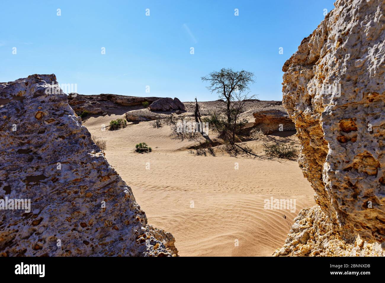 Déserts, sable, dunes, rochers, bords rocailleux, bords sécessionnistes, arbustes, arbres, lumière du midi Banque D'Images