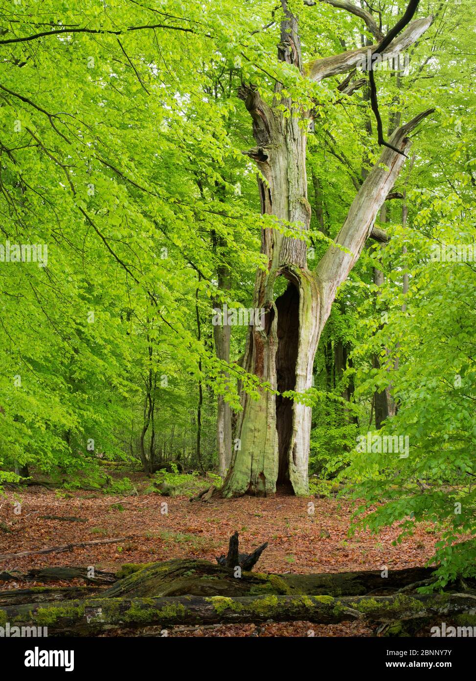 Forêt primitive de Sababurg, Reinhardswald, Hessen Banque D'Images