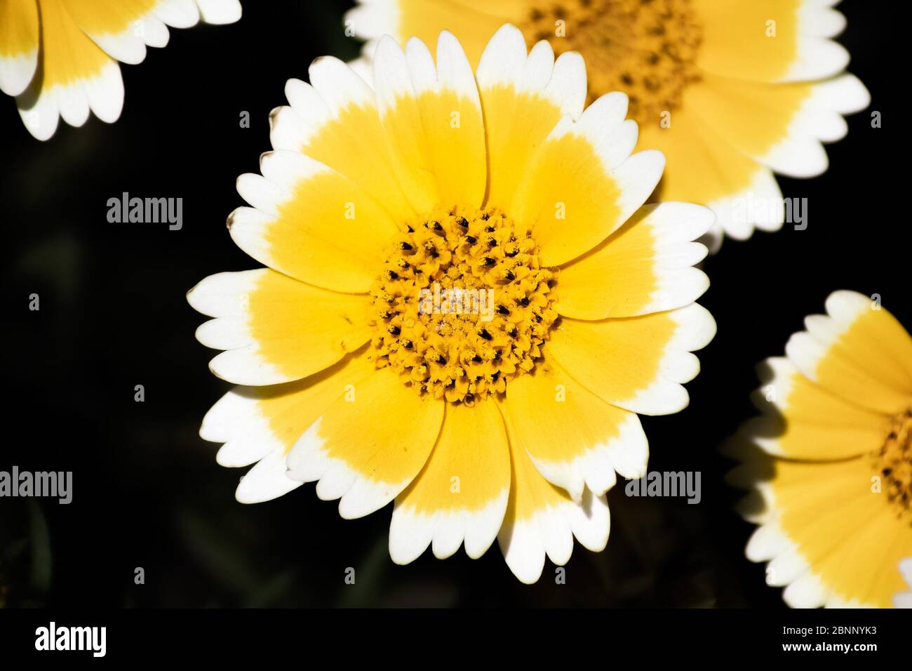 Gros plan de la fleur de Layia platyglossa, communément appelée tidyoups côtiers, qui fleurit dans les montagnes de Santa Cruz; Californie; arrière-plan sombre Banque D'Images