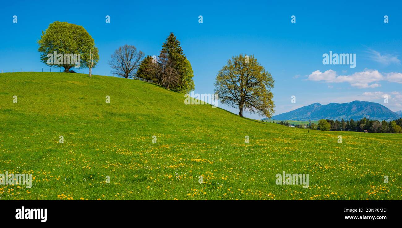 Pissenlit (Taraxacum sect.Ruderalia) au printemps, pré à Forggensee, Ostallgäu, Allgäu, Bavière, Allemagne, Europe Banque D'Images