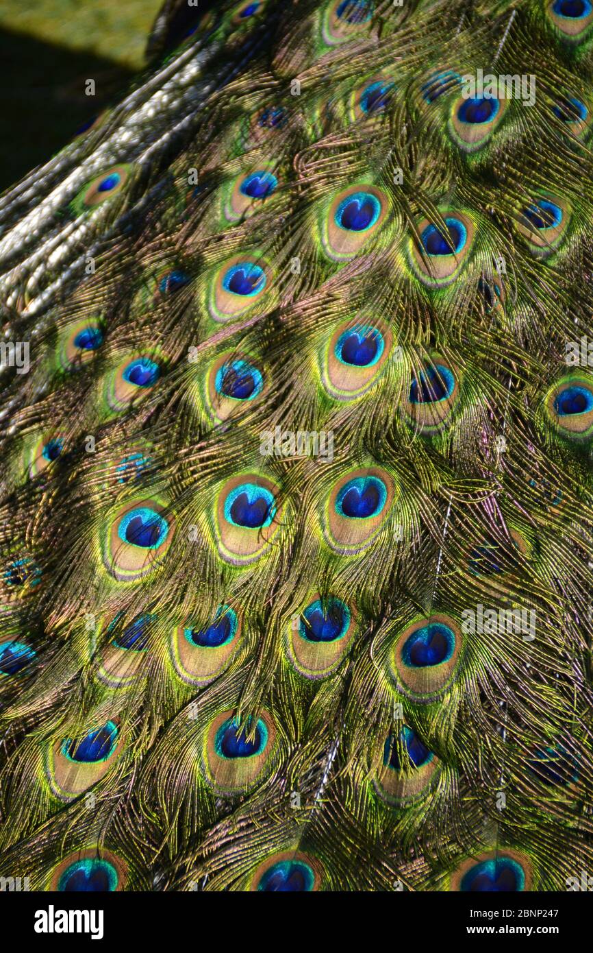 Gros plan de la queue de paon indienne Banque D'Images