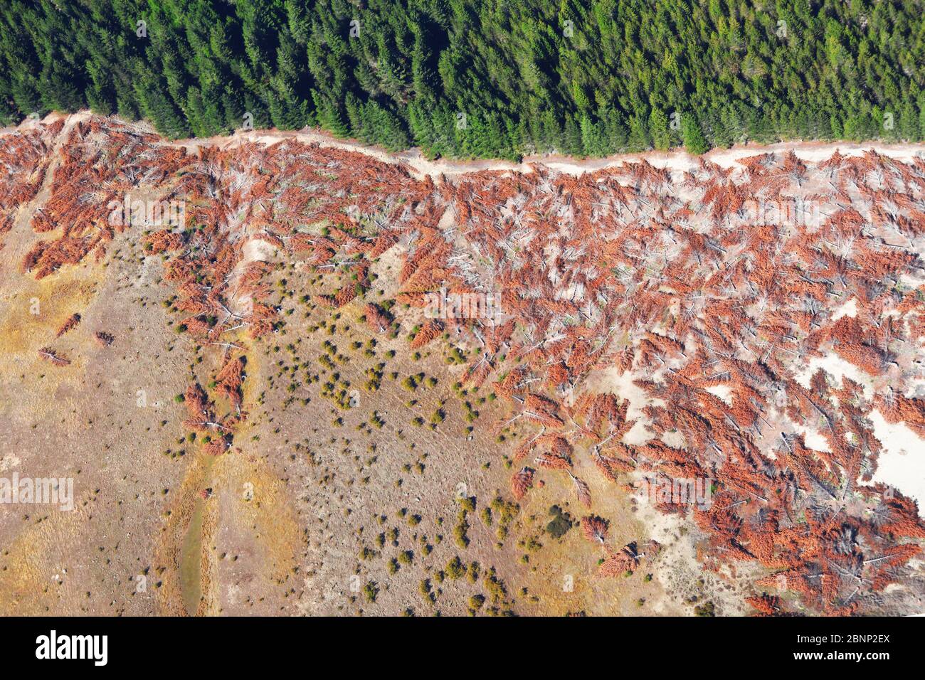 Les photos de drones montrent le dégagement de la forêt tropicale pour l'agriculture, Nouvelle-Zélande Banque D'Images