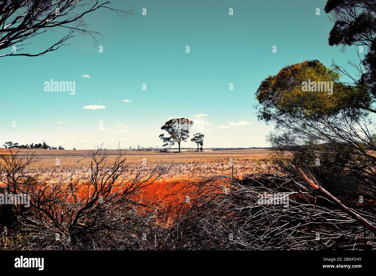 Troupeau de chevaux dans l'Outback, Australie occidentale Banque D'Images