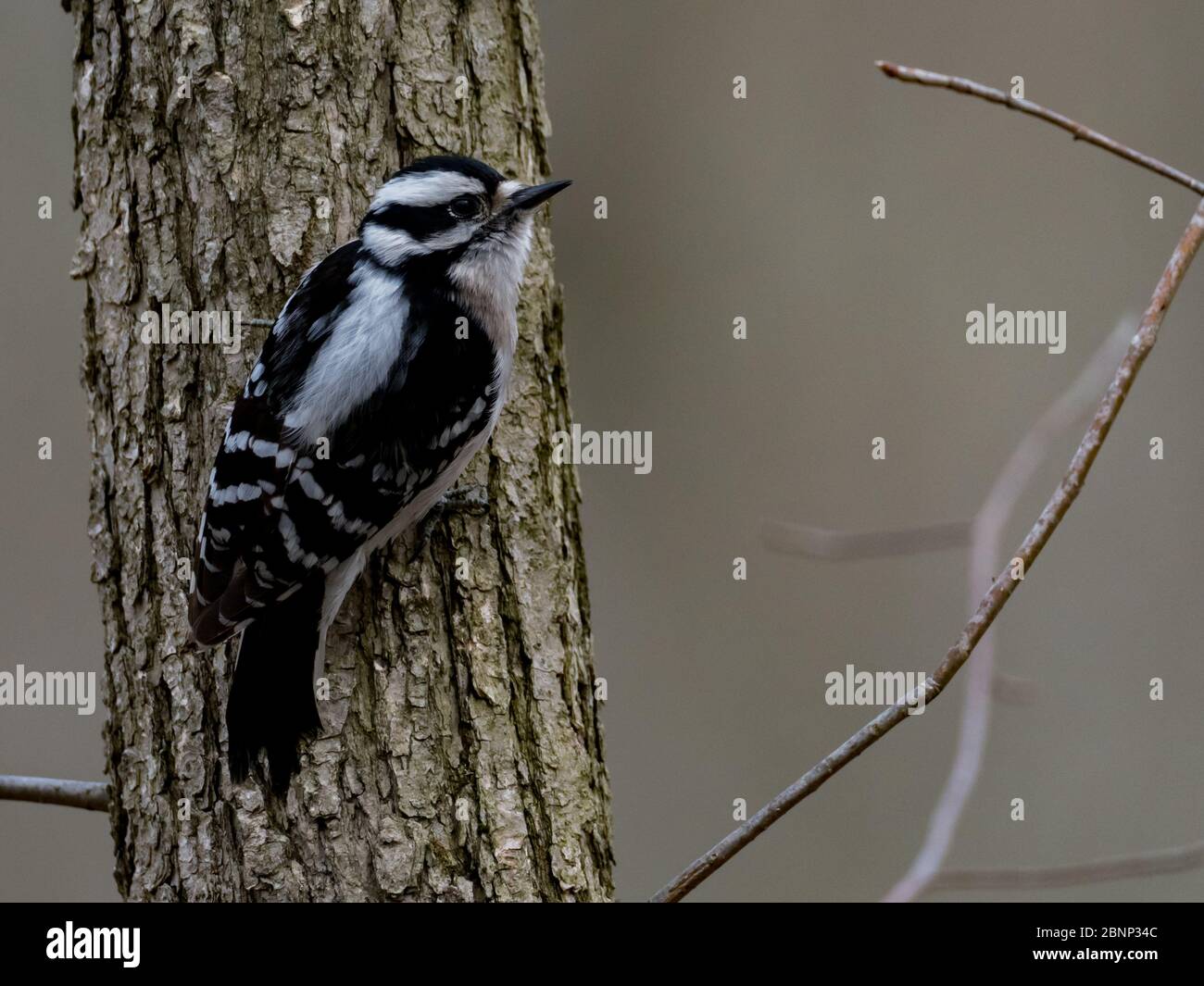 Pic à bois, Dryobates pubescens, un oiseau commun des bois de l'Ohio aux États-Unis Banque D'Images