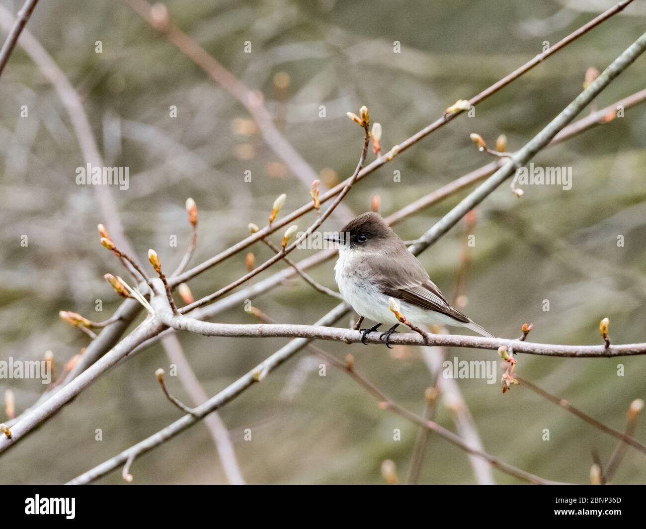 Le Phoebe oriental, un mouflycatcher commun autour des maisons de la côte est de l'Amérique du Nord Banque D'Images