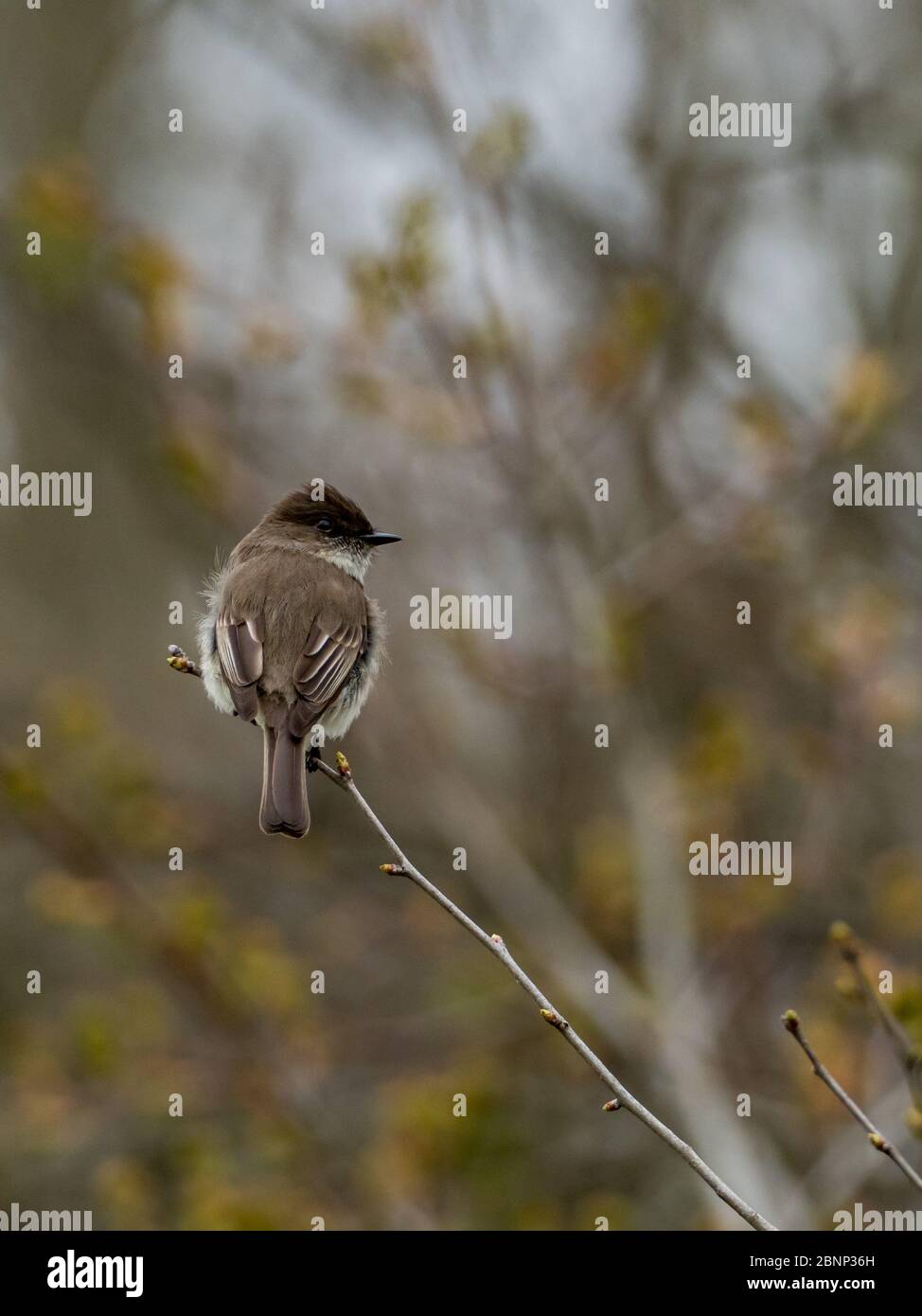 Le Phoebe oriental, un mouflycatcher commun autour des maisons de la côte est de l'Amérique du Nord Banque D'Images