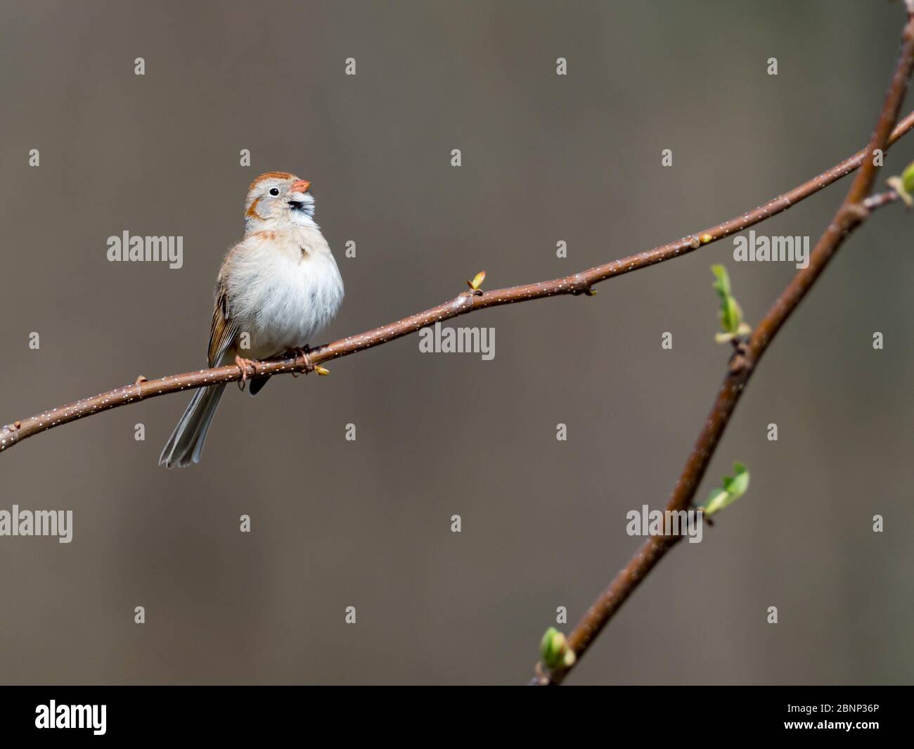Bruant de champ, Spizella pusilla, dans les prairies près de Wooster, Ohio Banque D'Images