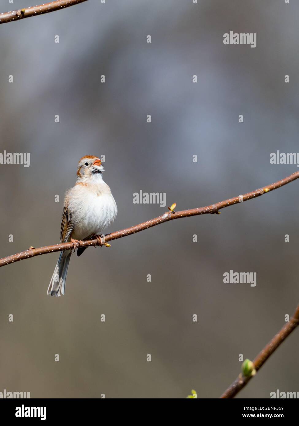 Bruant de champ, Spizella pusilla, dans les prairies près de Wooster, Ohio Banque D'Images