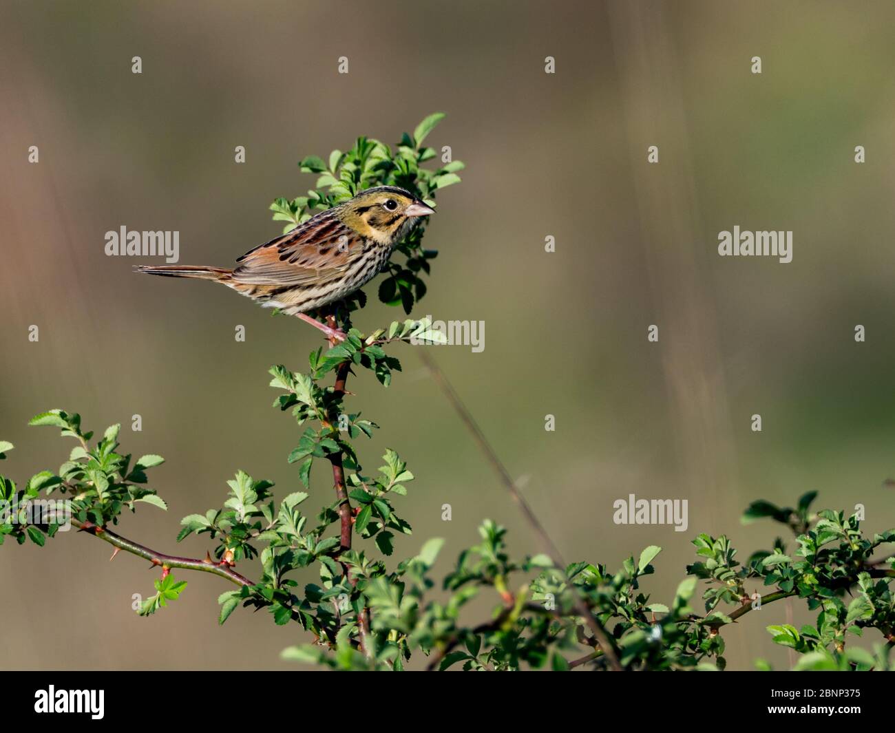 Le Bruant de Henslow, Ammodramus henslowii, dans les prairies du nord-est de l'Ohio, au parc familial Fry, à East Sparta, Ohio Banque D'Images