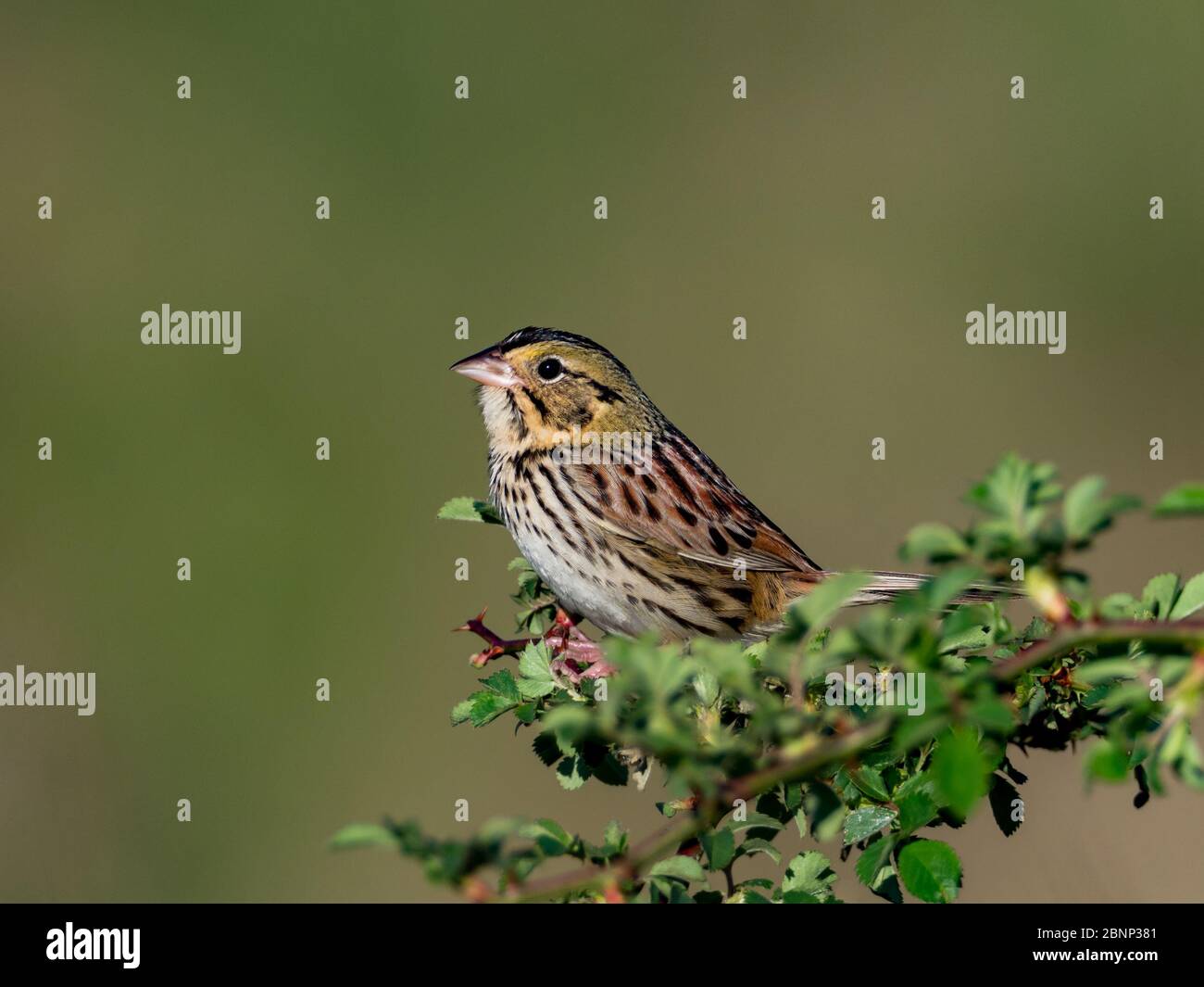 Le Bruant de Henslow, Ammodramus henslowii, dans les prairies du nord-est de l'Ohio, au parc familial Fry, à East Sparta, Ohio Banque D'Images