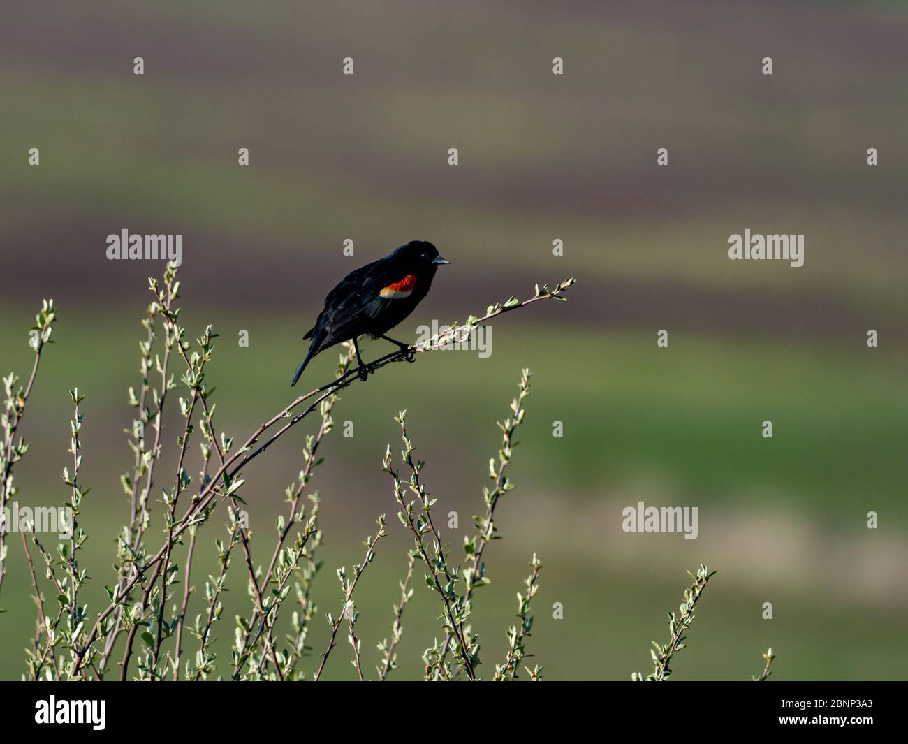 blackbird ailé rouge, Agelaius phoeniceus, dans le parc familial Fry, East Sparta Ohio Banque D'Images