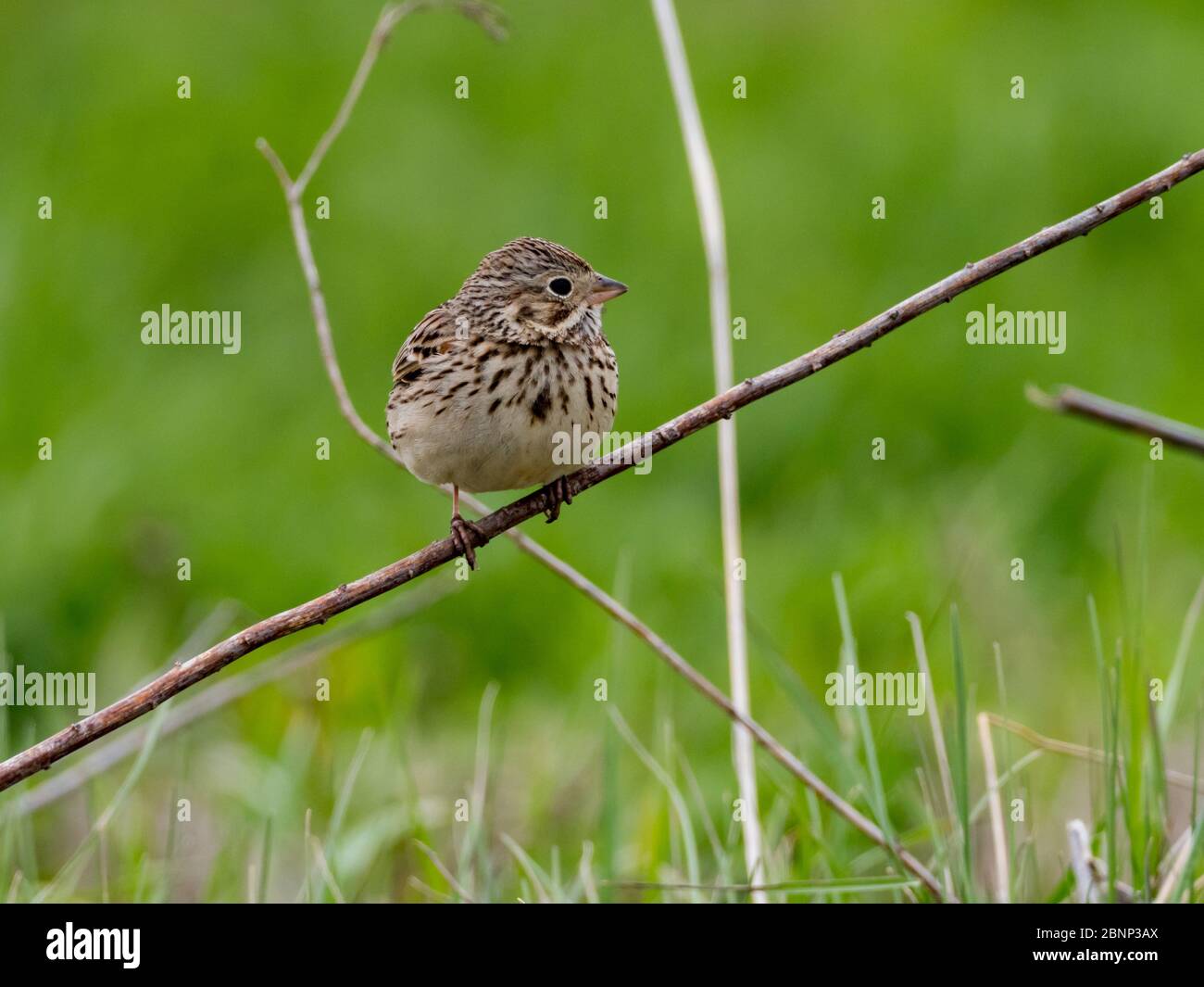 Bruant vespéral, Pooecetes gramineus, dans les terres agricoles du pays Amish, Comté de Wayne, Ohio Banque D'Images
