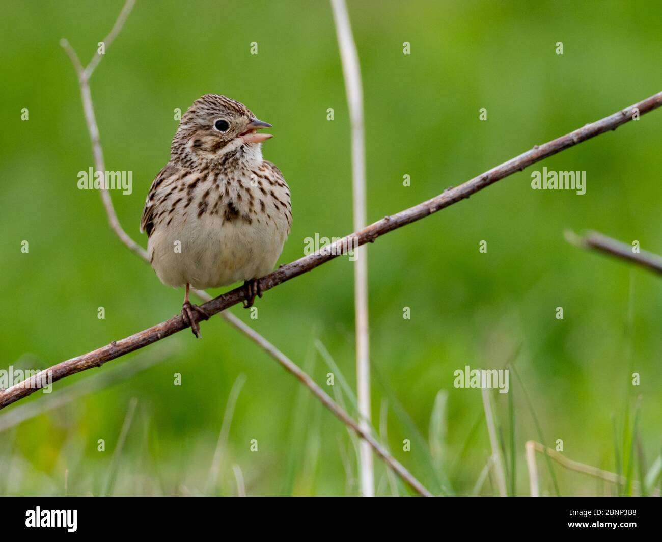 Bruant vespéral, Pooecetes gramineus, dans les terres agricoles du pays Amish, Comté de Wayne, Ohio Banque D'Images