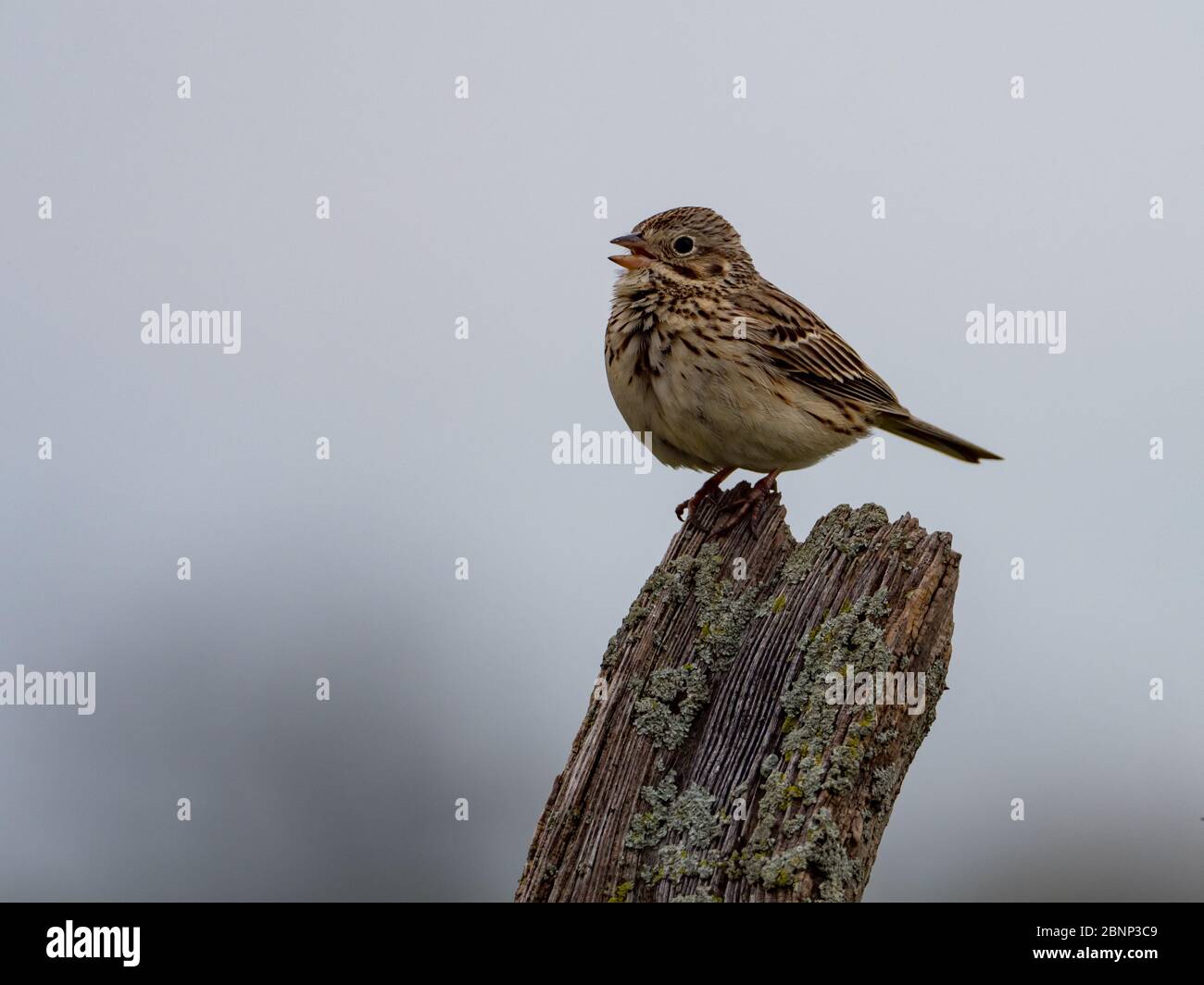 Bruant vespéral, Pooecetes gramineus, dans les terres agricoles du pays Amish, Comté de Wayne, Ohio Banque D'Images