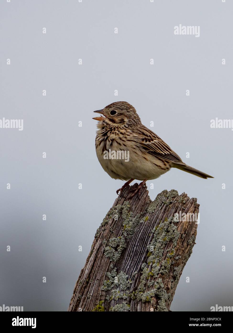 Bruant vespéral, Pooecetes gramineus, dans les terres agricoles du pays Amish, Comté de Wayne, Ohio Banque D'Images