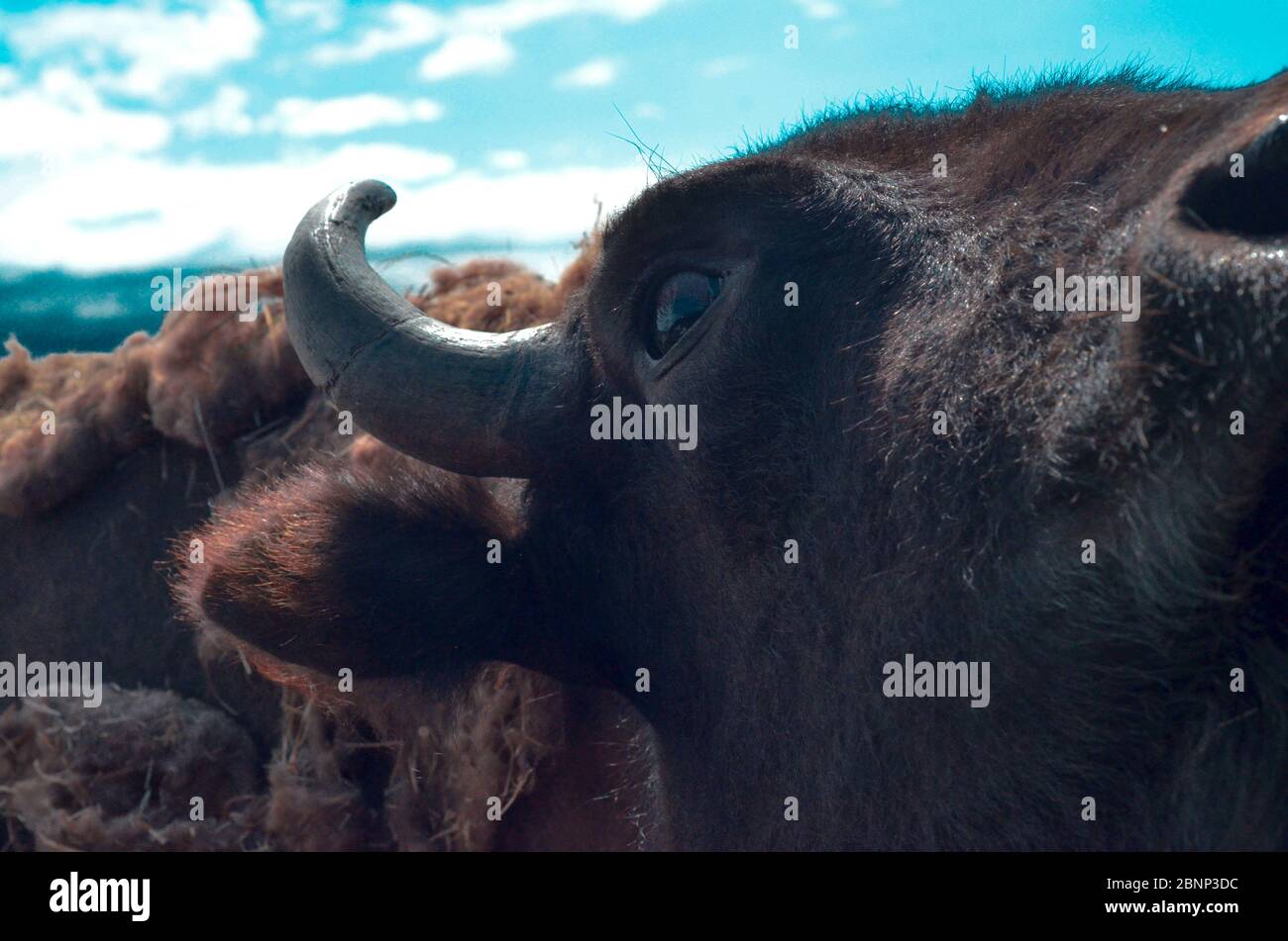 Un gros plan de l'œil et de la corne d'un bison. Banque D'Images