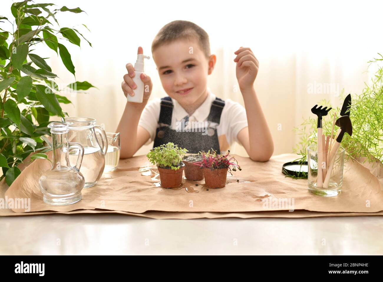 Prenez soin des micro-légumes dans les pots. Pulvérisation à partir d'une bouteille vaporisée. L'enfant a regardé les gouttes de spray. Banque D'Images