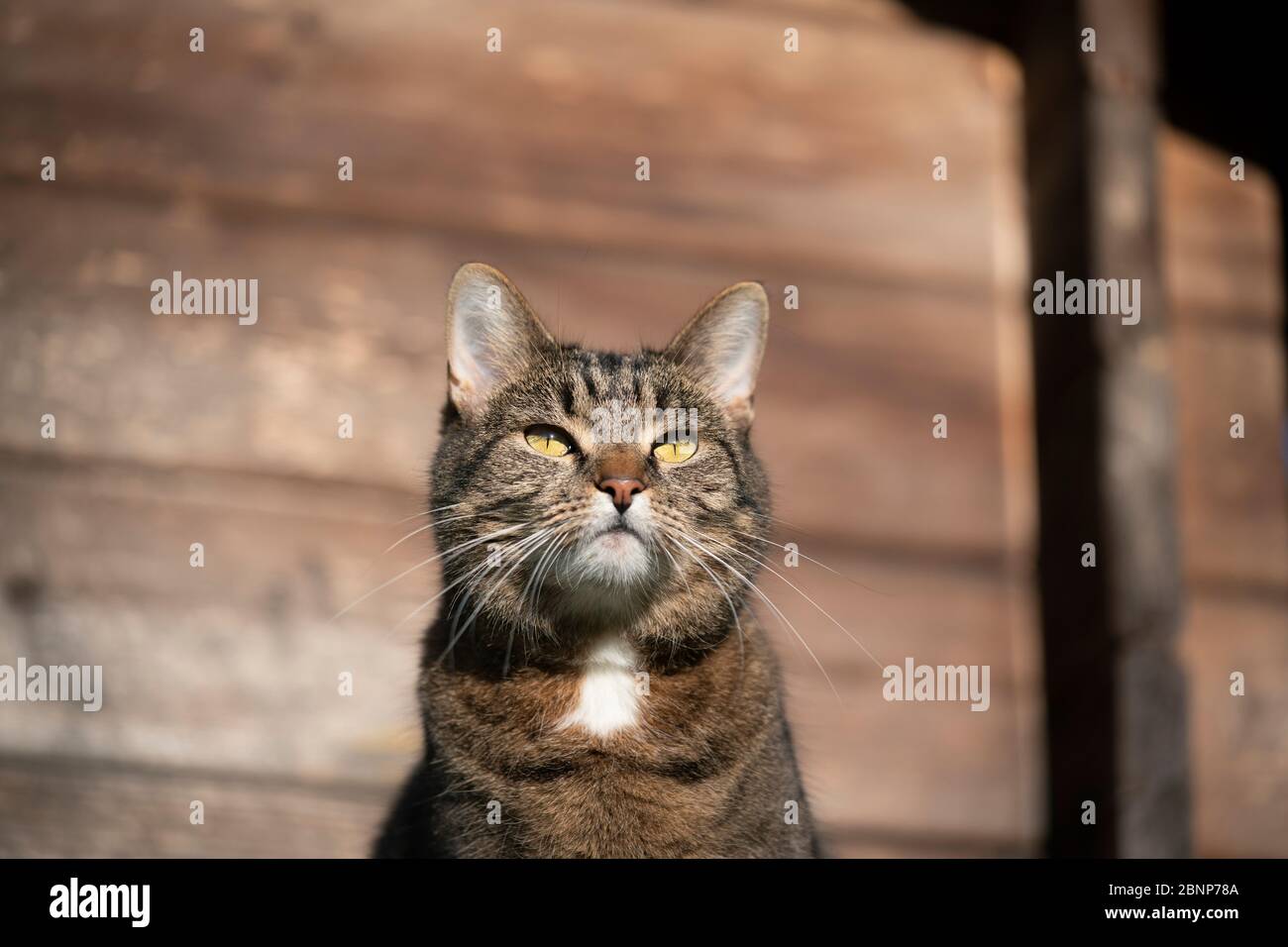 portrait d'un chat tabby en plein soleil devant un fond en bois observant le jardin Banque D'Images