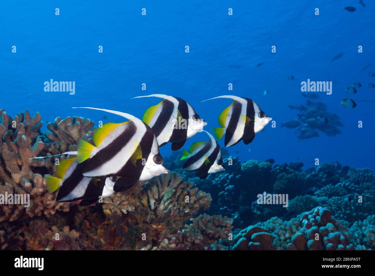 Shoal Of Longfin Bannerfish, Henriochus Acuminatus, Fakarava, Tuamotu Archipel, Polynésie Française Banque D'Images