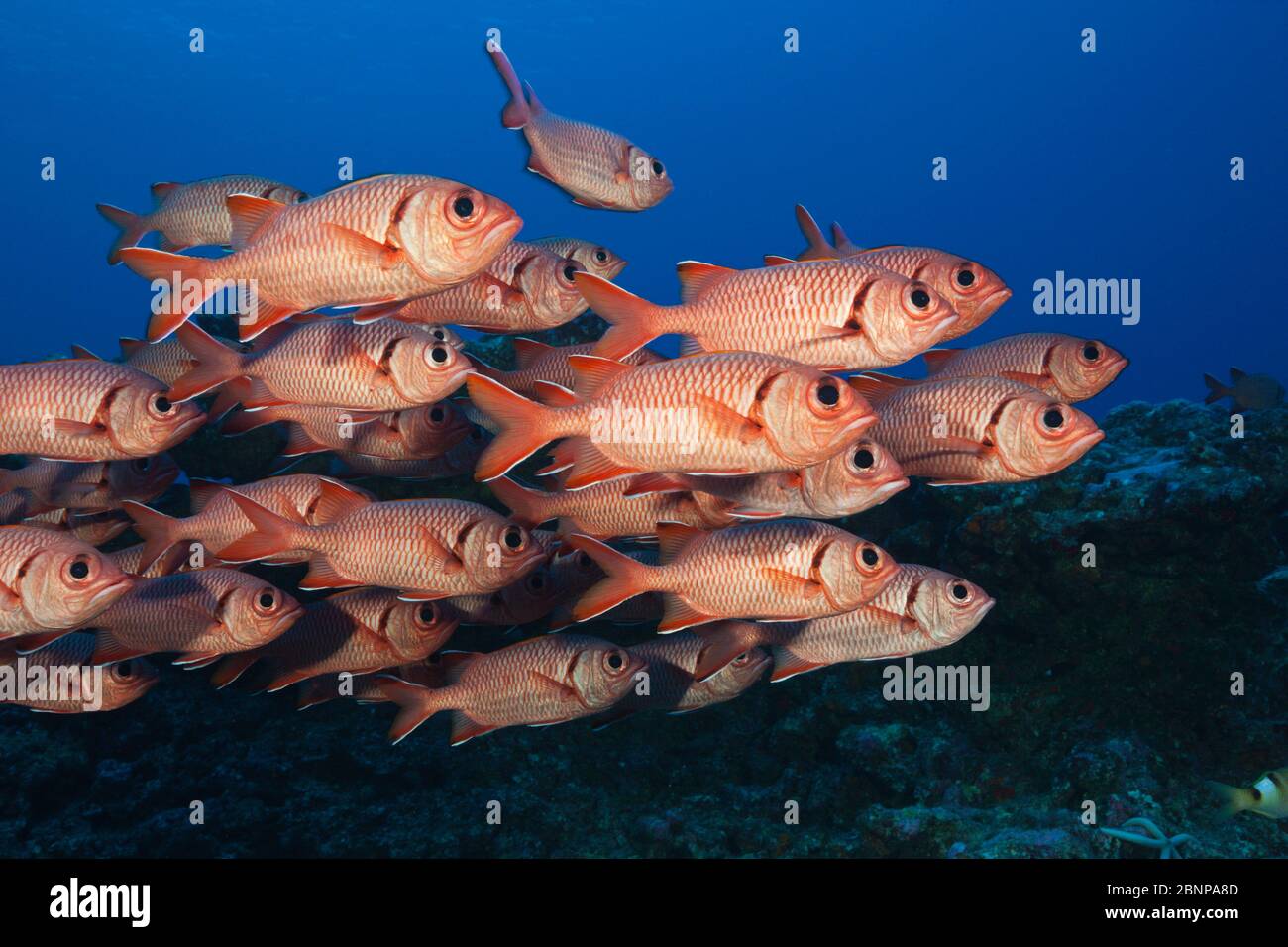 Shoal Of Blotcheye Soldierfish, Myripristis Berndti, Fakarava, Tuamotu Archipel, Polynésie Française Banque D'Images