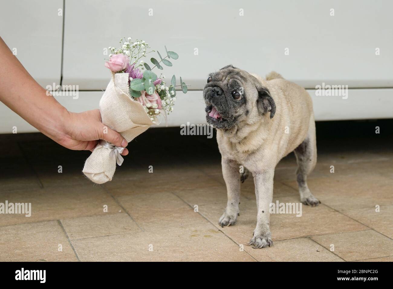 Tenant le bouquet de fleurs de la main au chien de pug. Métaphore ou concept de proposition de mariage. Banque D'Images